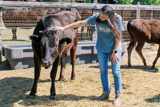 The Benefits of Buying 100% Fullblood Beef Locally