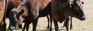 Pasture-raised beef cows on Wilders farm