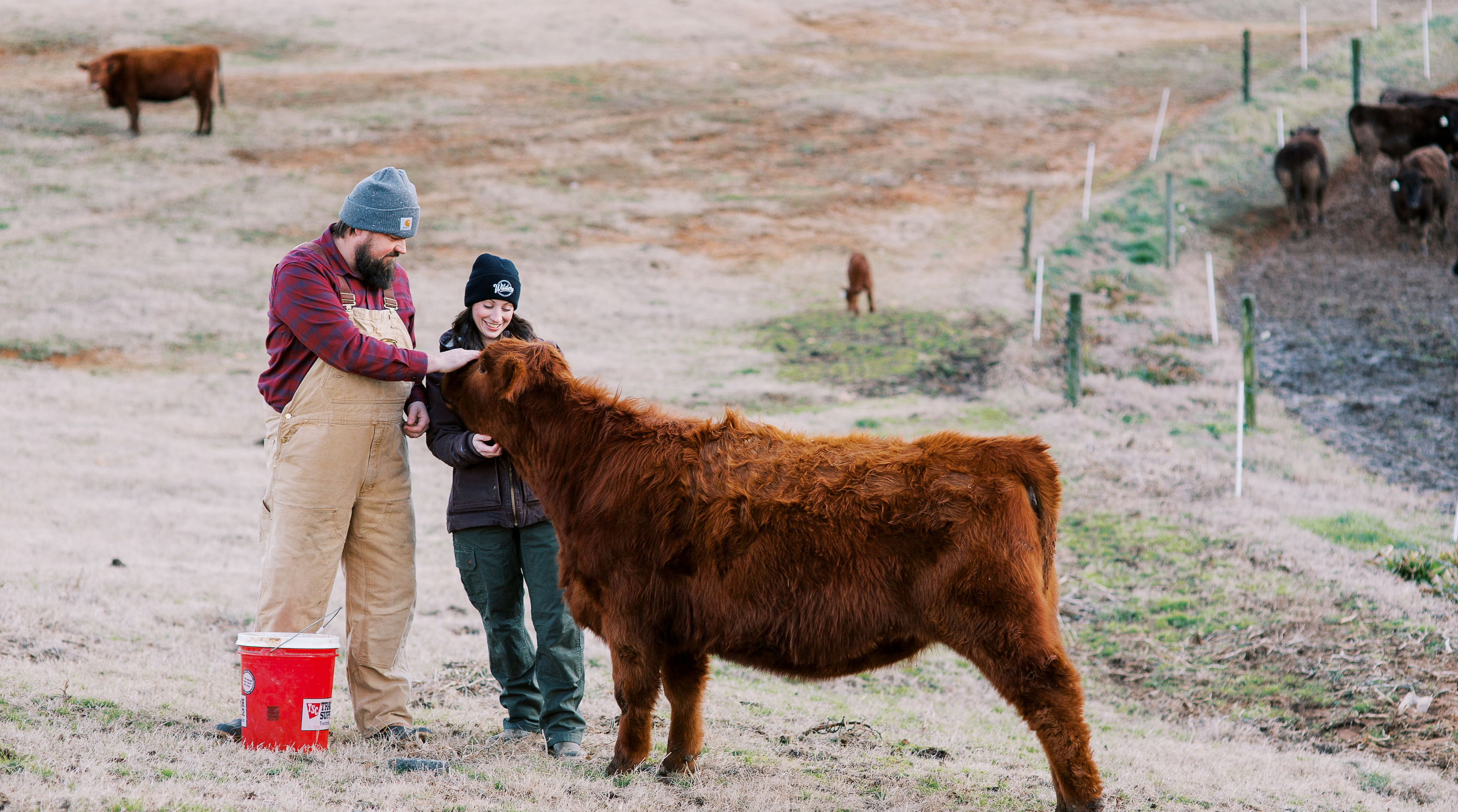 Wilders Farmers Reid and Jacklyn petting a cow at the farm