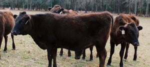 Pasture-raised Angus Beef Cows in a local farm 